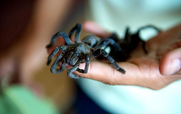 fried-tarantula-eating